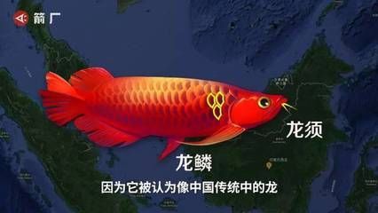 龍魚哪里買好點的：購買龍魚時可以選擇線上購買或線下購買或線下購買 龍魚百科 第1張