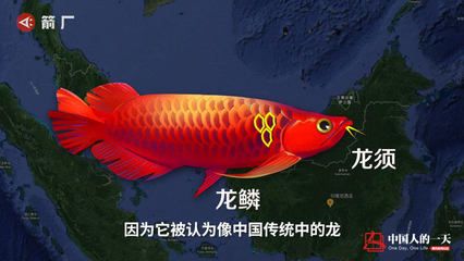 龍魚哪里買好點的：購買龍魚時可以選擇線上購買或線下購買或線下購買 龍魚百科 第2張