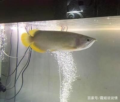 龍魚哪里買好點的：購買龍魚時可以選擇線上購買或線下購買或線下購買 龍魚百科 第3張