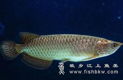 龍魚(yú)爬背是什么意思：\