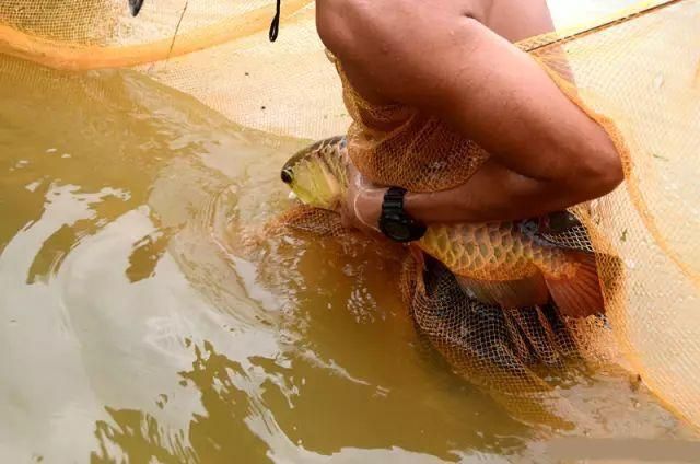 金龍魚野生的是哪里的：金龍魚產(chǎn)地在哪里 龍魚百科 第3張