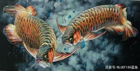 龍魚(yú)名字由來(lái)：龍魚(yú)的外形特征和種類(lèi) 龍魚(yú)百科 第2張