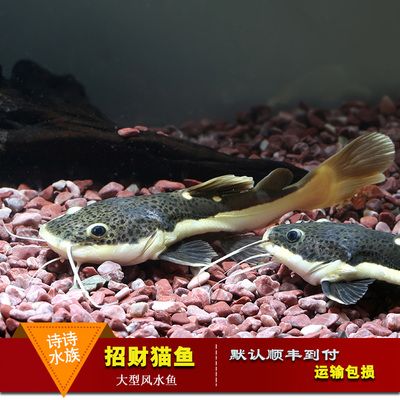 龍魚配底層魚有哪些：與龍魚混養(yǎng)的底層魚混養(yǎng)需要注意哪些事項