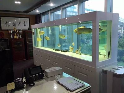 龍魚缸用什么清潔魚最好：十大魚缸清潔魚缸清潔魚排行什么魚清潔魚排行什么魚缸最好 龍魚百科 第3張