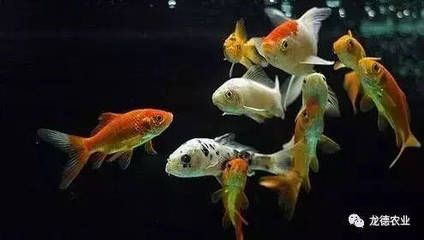 紅龍魚與金龍魚區(qū)別：紅龍魚與金龍魚的區(qū)別是什么