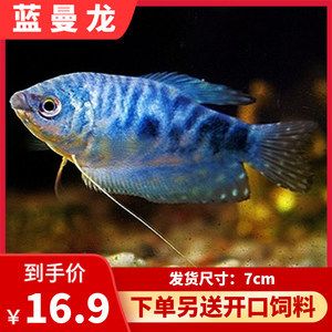 藍色的龍魚觀賞魚叫什么名字好聽：藍色的龍魚:可遇不可求的極品種