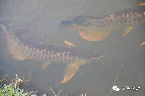 金龍魚 產(chǎn)地：金龍魚產(chǎn)地是哪里 龍魚百科 第2張