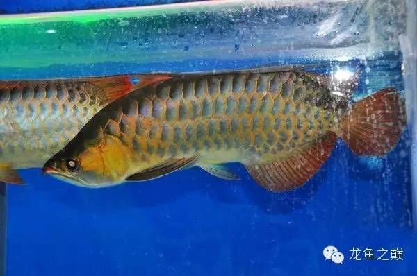 金龍魚 產(chǎn)地：金龍魚產(chǎn)地是哪里 龍魚百科 第1張