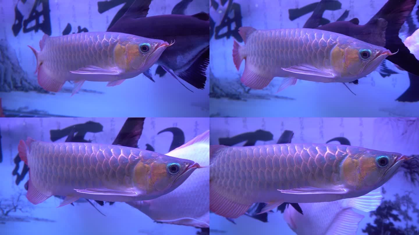 金龍魚的嘴型有幾種：金龍魚的嘴型分類 龍魚百科 第1張