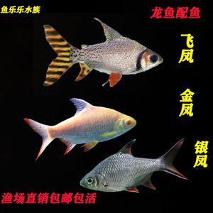 龍魚配飛鳳好還是雙線王好：飛鳳魚和雙線王魚怎么選擇