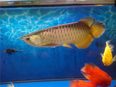 龍魚(yú)壓制虎魚(yú)能活嗎：虎魚(yú)在水族箱中有可能壓制虎魚(yú)，龍魚(yú)混養(yǎng)注意事項(xiàng) 龍魚(yú)百科 第1張