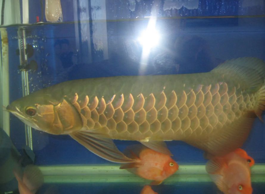 龍魚(yú)為什么做掉眼手術(shù)后不能吃魚(yú)：龍魚(yú)在做完掉眼手術(shù)后不能吃魚(yú)嗎