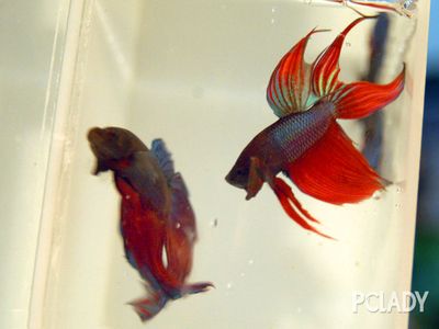 龍魚的飼養(yǎng)方法有哪些：龍魚的飼養(yǎng)方法