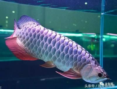 龍魚蒙眼癥狀有哪些表現(xiàn)：龍魚眼部問題及其治療方法