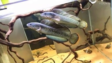 紅龍魚海水魚怎么養(yǎng)殖視頻：紅龍魚養(yǎng)殖方法 龍魚百科 第1張