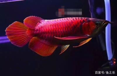 紅色的龍魚叫什么魚啊：紅色龍魚的養(yǎng)殖技術(shù)紅色龍魚的養(yǎng)殖方法龍魚的養(yǎng)殖方法