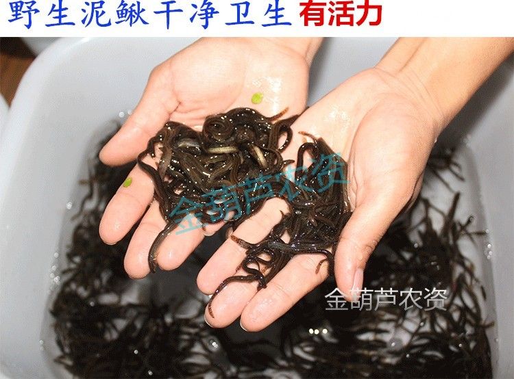 龍魚產(chǎn)地葫蘆群島是哪里：龍魚的原產(chǎn)地360問答龍魚的原產(chǎn)地實(shí)際問答