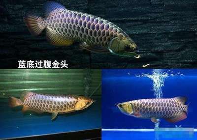 金龍魚用什么顏色的燈比較好養(yǎng)：金龍魚燈光選擇對其生長和發(fā)色有著重要的影響 龍魚百科 第2張