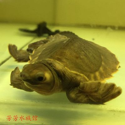 龍魚混養(yǎng)的龜叫什么：龍魚混養(yǎng)的魚類推薦