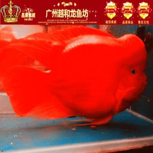 廣州花鳥市場批發(fā)龍魚價(jià)格多少錢：廣州花鳥市場龍魚價(jià)格