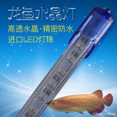 龍魚燈架好還是潛水燈好：龍魚燈架與潛水燈哪個好