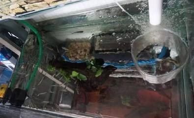 龍魚飼料魚消毒方法：常見的龍魚飼料魚消毒方法