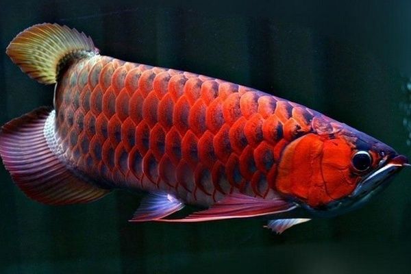 金龍魚(yú)高背和過(guò)背是什么意思呀：金龍魚(yú)過(guò)背和過(guò)背的區(qū)別 龍魚(yú)百科 第1張