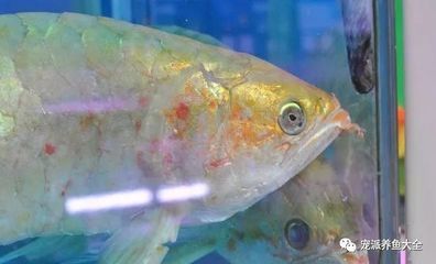 金龍魚可以活幾年?。航瘕堲~的壽命是多少？ 龍魚百科 第2張