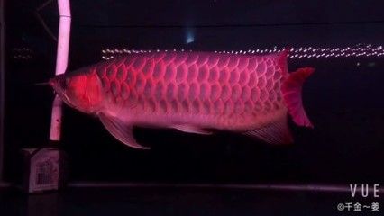 紅龍魚長什么樣子視頻：極品紅龍魚紅龍魚長什么樣紅龍魚的外觀特征