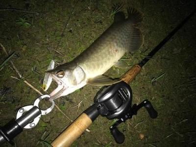 龍魚的水溫大約多少度適宜釣魚：龍魚水溫多少合適