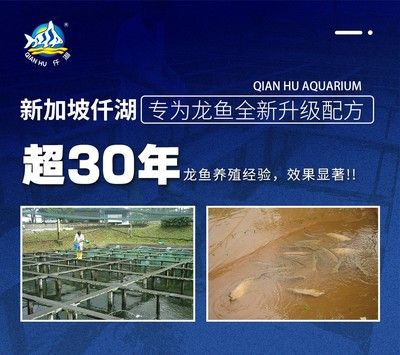 龍魚能用海水養(yǎng)嗎視頻：海水魚和淡水魚有什么區(qū)別海水魚和淡水魚不能混養(yǎng)