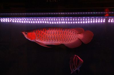 紅金龍魚視頻下載：30篇紅金龍魚視頻下載指南紅金龍魚視頻下載指南