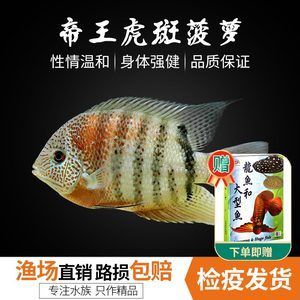 龍魚混養(yǎng)品牌有哪些：龍魚混養(yǎng)品牌選擇 龍魚百科 第3張