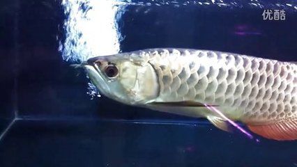 金龍魚(yú)為什么不能養(yǎng)兩條：金龍魚(yú)可以同時(shí)兩條一起養(yǎng)嗎