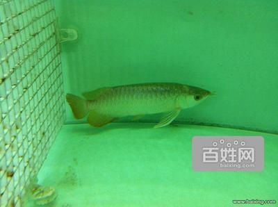 金龍魚(yú)為什么不能養(yǎng)兩條：金龍魚(yú)可以同時(shí)兩條一起養(yǎng)嗎