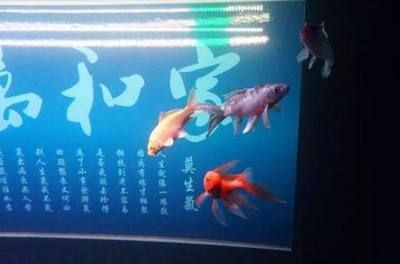 可以把飼料魚(yú)都放入龍魚(yú)缸么視頻