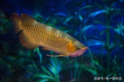 龍魚(yú)適應(yīng)溫度是多少攝氏度：龍魚(yú)適應(yīng)的水溫范圍 龍魚(yú)百科 第3張