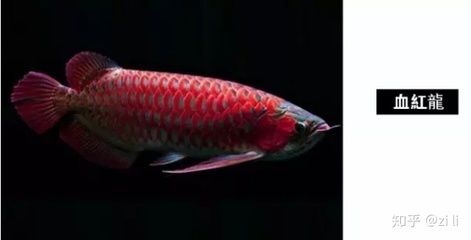 龍魚(yú)爛嘴癥狀圖