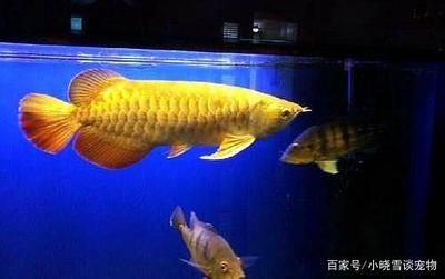 金龍魚大混養(yǎng)視頻：關(guān)于金龍魚大混養(yǎng)視頻完整版金龍魚大混養(yǎng)視頻下載