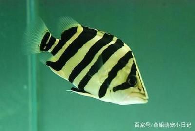 龍魚跟虎魚養(yǎng)的寓意和象征