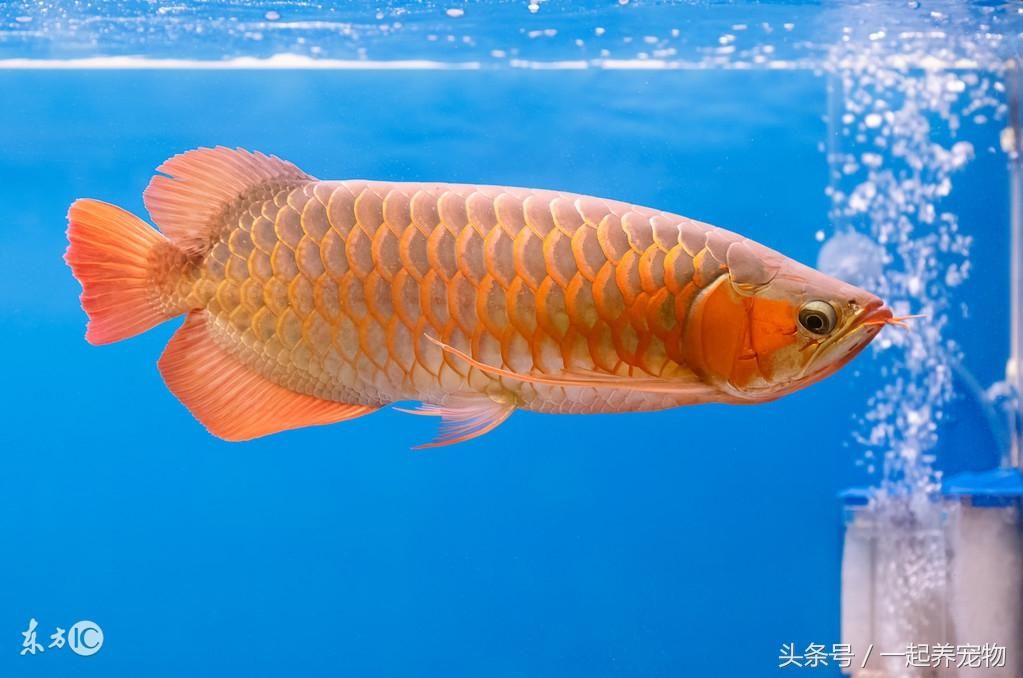 金龍魚跳缸有什么預(yù)兆：金龍魚跳缸是什么原因引起的