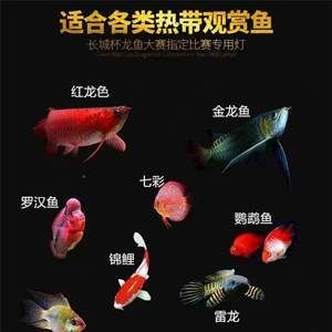 金龍魚(yú)缸燈擺放位置：養(yǎng)殖金龍魚(yú)應(yīng)該用哪種燈