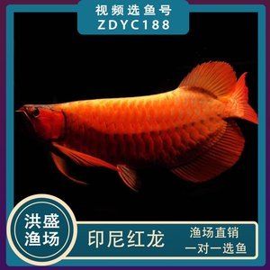 福龍紅龍魚 幼魚有什么特點嗎：如何挑選紅龍魚幼魚