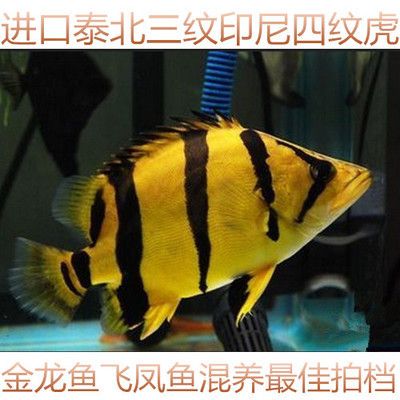 金龍魚(yú)和虎魚(yú)混養(yǎng)要注意些什么事項(xiàng)：金龍魚(yú)和虎魚(yú)混養(yǎng)的注意事項(xiàng)