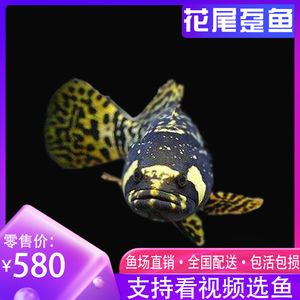 花龍魚營養(yǎng)價值：花龍魚的營養(yǎng)價值與作用