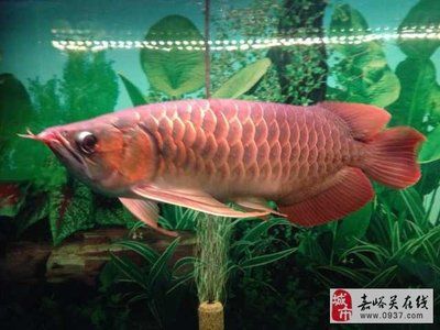 龍魚(yú)為什么要做手術(shù)：龍魚(yú)可能會(huì)患上各種鱗片疾病 龍魚(yú)百科 第1張