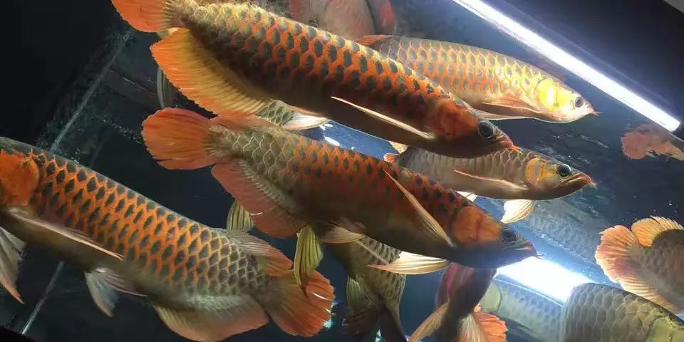 廣州龍巔水族的龍魚可靠嗎