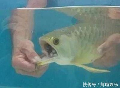 金龍魚有沒有高背養(yǎng)到過背的魚苗：過背金龍魚和高背金龍魚的區(qū)別