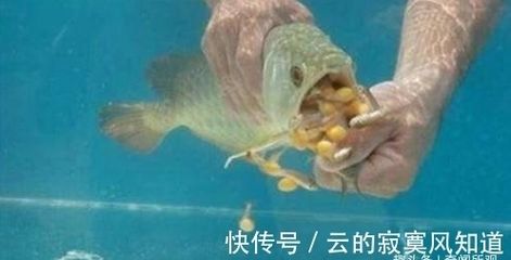 金龍魚有沒有高背養(yǎng)到過背的魚苗：過背金龍魚和高背金龍魚的區(qū)別