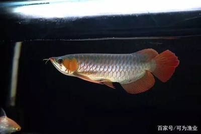 龍魚掉眼不管會(huì)怎么樣嗎視頻：龍魚掉眼不用怕，這10種方法可以治